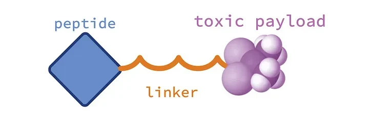 Peptide and Toxic Payload