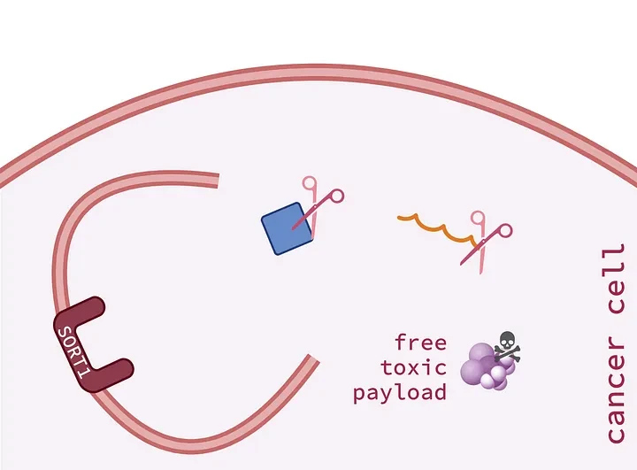 SORT1 cell and toxic payload