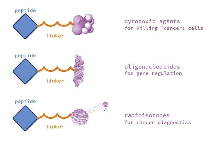 Peptides and linkers