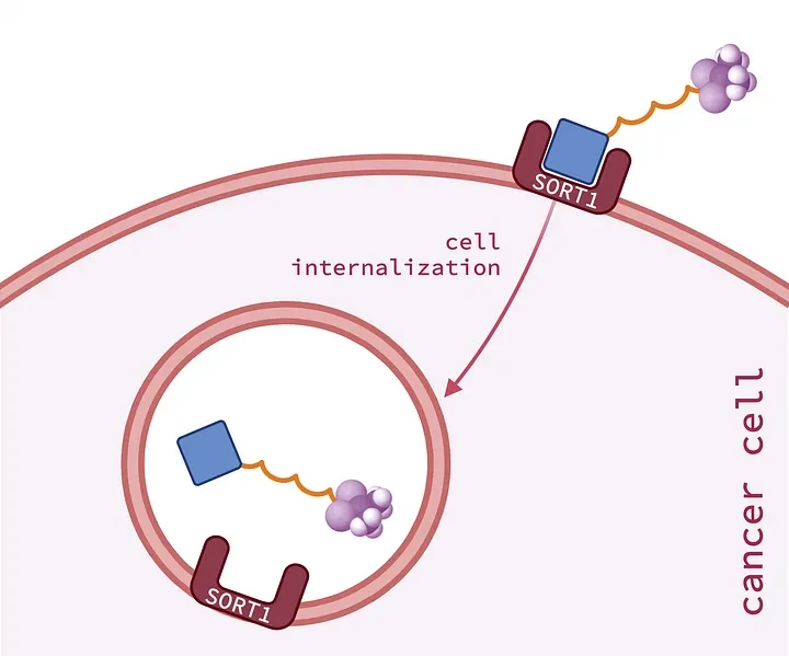 SORT1 cell and ARB-1-6 molecule