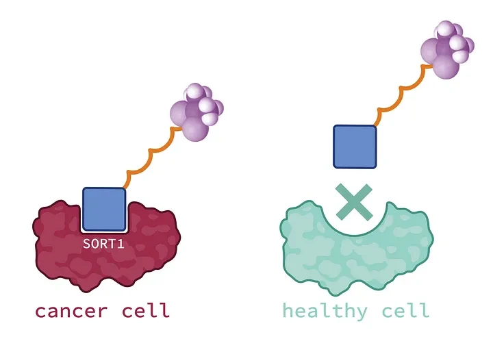 SORT1 cell and a healthy cell